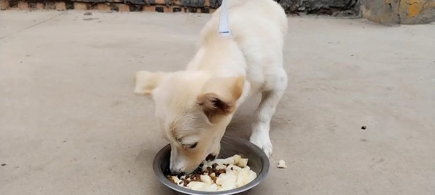 馒头宠物狗——中国特色的宠物狗品种（探秘馒头宠物狗的独特魅力及其养护要点）