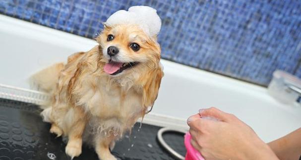 如何给狗洗澡（关爱宠物，学会正确给狗狗洗澡）