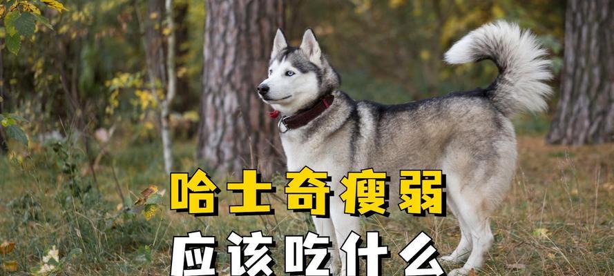 哈士奇的健康饮食之道（了解哈士奇的辅食需求，打造均衡营养的饮食计划）