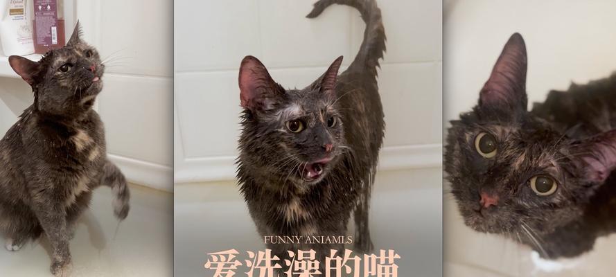 如何正确给猫洗澡（宠物猫洗澡的注意事项及步骤）