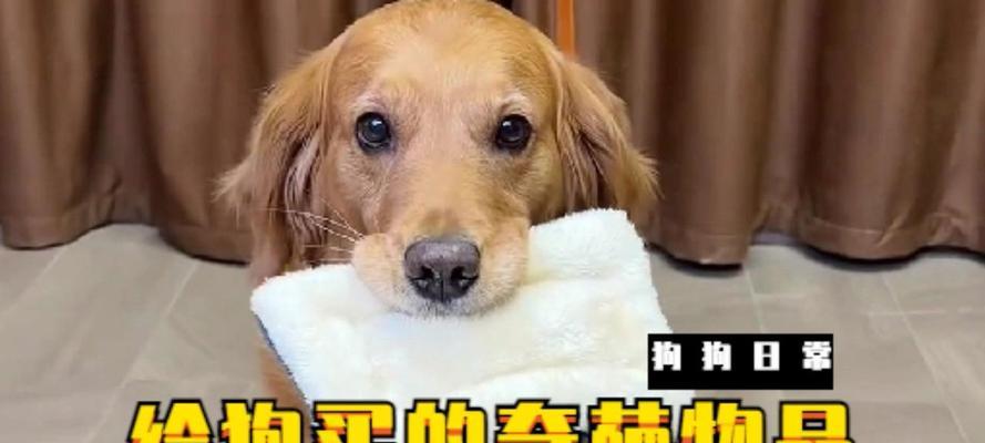 在什么时候买狗是最好的选择？（根据不同的需求，狗的购买时机也需谨慎选择）