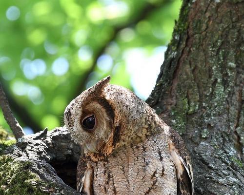 金毛叫声哑吃什么药？（解析金毛嗓音异常背后的原因和治疗方法）
