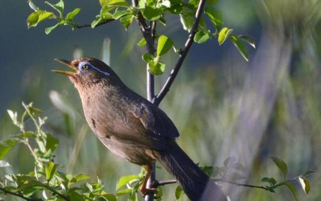 画眉鸟的主要食物及其重要性（揭秘画眉鸟的食物偏好和饮食习惯）