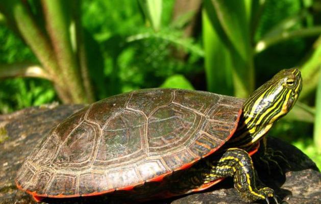 探秘乌龟的奇妙世界（一窥乌龟的品种与特性）