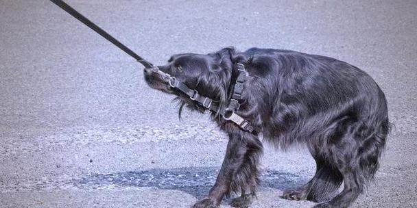 如何判断狗狗受到惊吓？（狗狗受到惊吓的反应及应对方法）