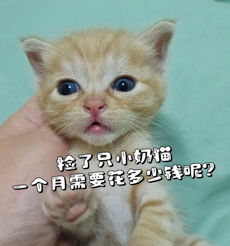 猫咪成长历程与养护技巧，一月内幼猫到成猫变化