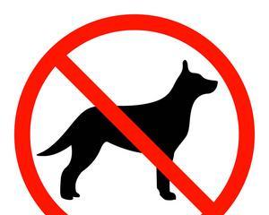 狗狗流红色眼泪的原因与治疗方法解析