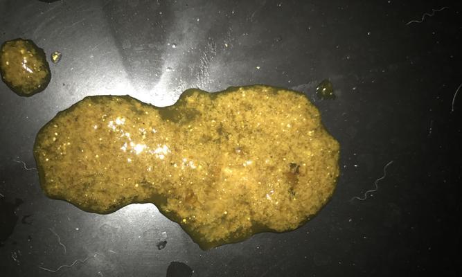 拉布拉多犬粪便颜色解析与健康问题识别指南