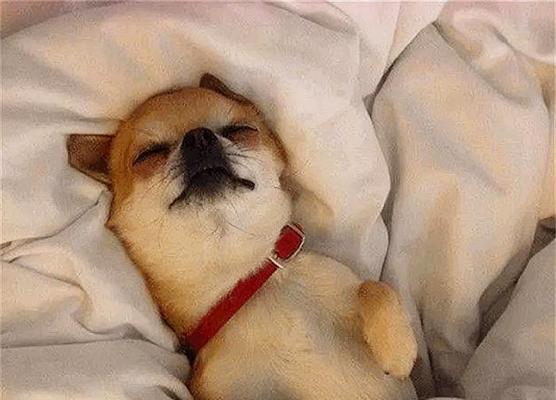 帮助狗狗安全入睡：药物与非药物方法完整指南