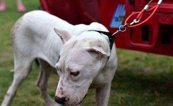 苏州市区为何禁养秋田犬：法规、原因与影响解析