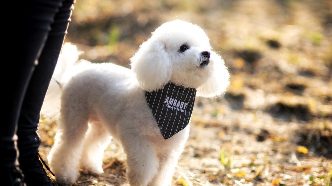 狗狗头皮屑原因解析与护理解决方案