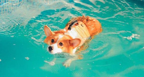 狗狗怕热原因解析与夏季高温护理方法