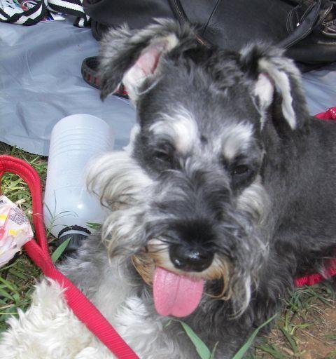 狗民网如何以低价提供宠物服务揭秘