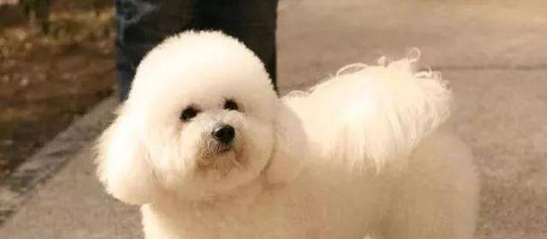 最适合家庭养育的狗狗品种选择与特点解析