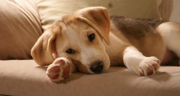 狗狗打嗝的原因与应对方法，保护宠物健康
