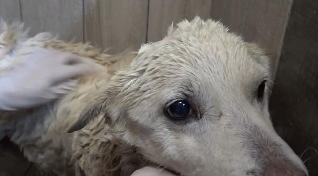 狗晶片作用与优势解析，助力宠物身份识别与安全保护