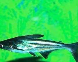 蓝鲨混养指南：与12种观赏鱼和谐共生的秘诀