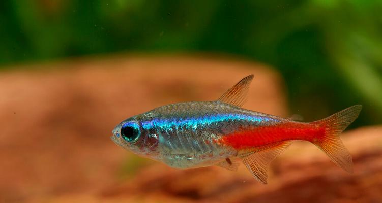 鱼类快速生长饲料选择与饲养管理优化指南