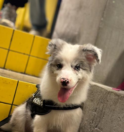 陨石边牧的神秘魅力：宇宙化身与家庭伴侣的特点解析