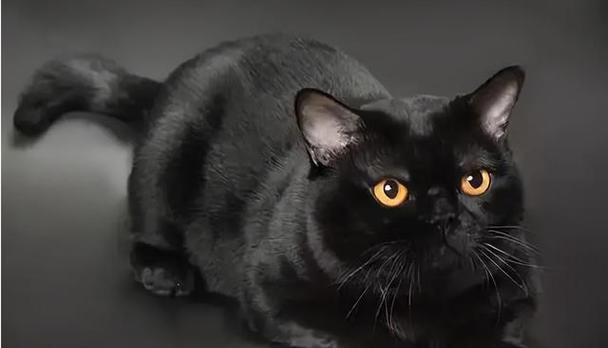 猫屁股黑色物质的成因与功能解析