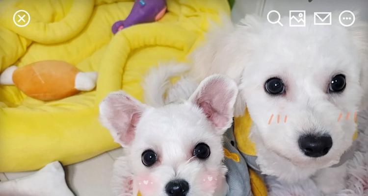 剪胎毛对狗狗健康的好处与正确步骤详解