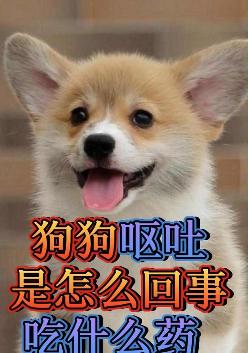 幼犬科学饮食计划：分阶段喂养促进健康成长