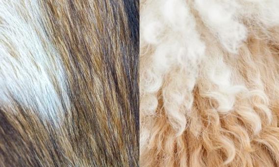 狗掉毛原因及应对措施指南：常见问题解析