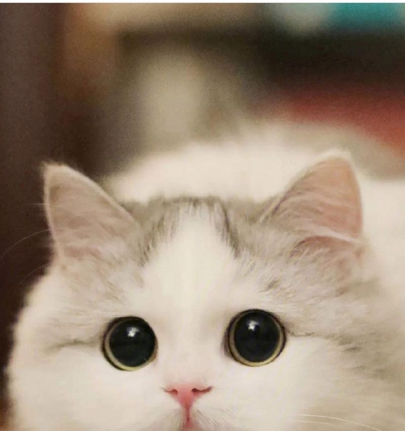 猫咪抓老鼠能力的奥秘：敏锐听觉与利爪等要素解析