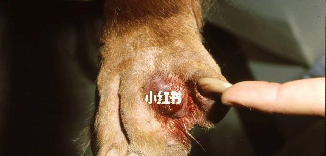 小狗频繁舔爪子原因解析与有效治疗方法指南