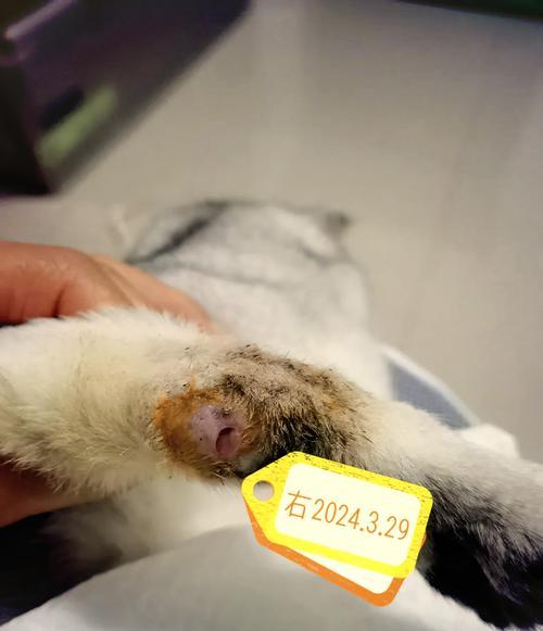 折耳猫配种指南：适合配对品种及后代特征解析