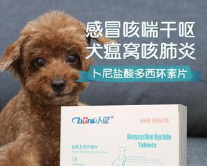 狗狗嗓子痛的治疗方法与药物指南