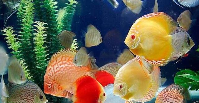 科学安排鱼类喂食时间，促进生长和健康的建议