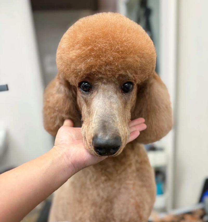 高端狗犬配种策略：巨贵犬种搭配与市场潜力解析