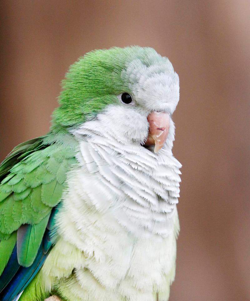 如何选择适合家庭的宠物鹦鹉及其养护指南