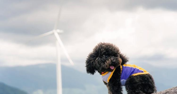 泰迪犬配种最佳季节分析