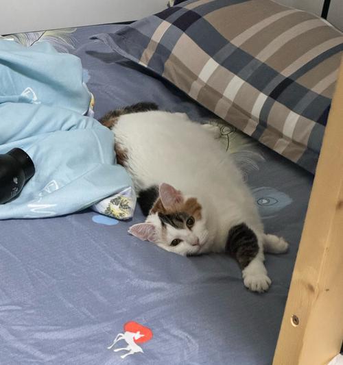 小猫睡姿与床型选择揭示性格偏好及睡眠习惯