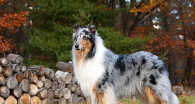 苏牧与喜乐蒂音乐风格差异：狂野创造与宁静和谐的对比