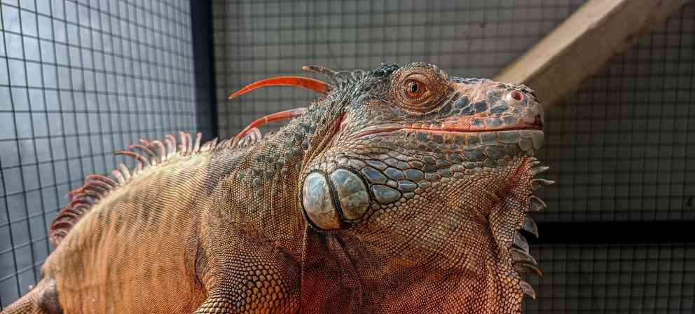 绿鬣蜥蜴饮食习性解析与科学饲养指南