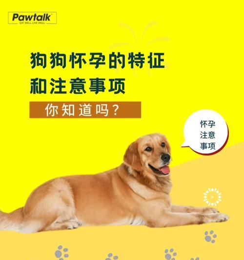 新手养狗指南：选狗注意事项与饲养基础建议