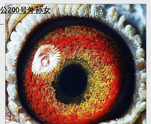 黄金血统的特征意义与珍贵价值解析