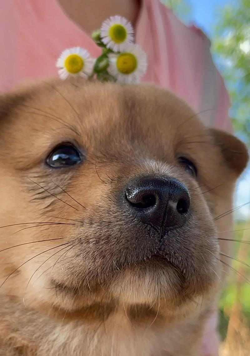 受欢迎小型犬外貌特征介绍，找到最适合宠物伴侣