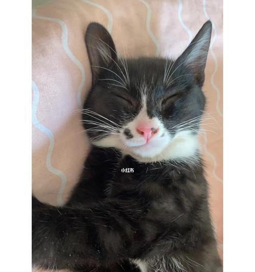 揭秘黑色猫咪起源、品种与性格的奥秘