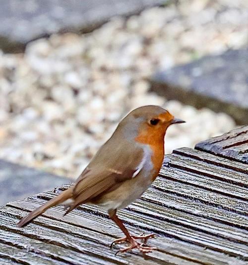 点子鸟特征研究：聪明智慧与创造力