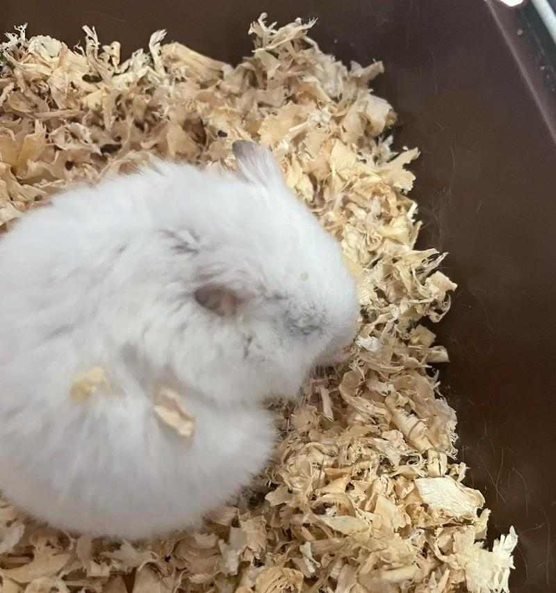 小仓鼠拉肚子原因及应对方法，消化不良与感染防治指南