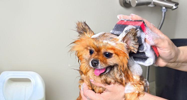 泰迪洗澡的正确方法，让你的爱宠更健康舒适