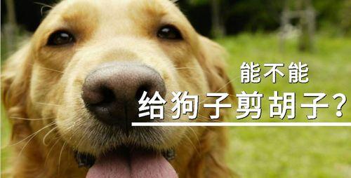 狗狗剪毛注意事项全攻略，掌握安全护理技巧让爱宠更健康