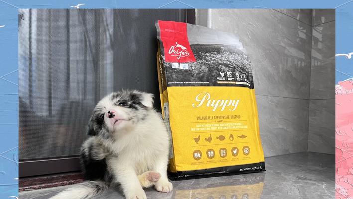 三个月大边牧幼犬饮食指南，科学喂养促健康成长