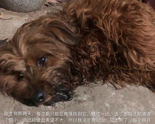 土狗呕吐原因分析及处理方法指南