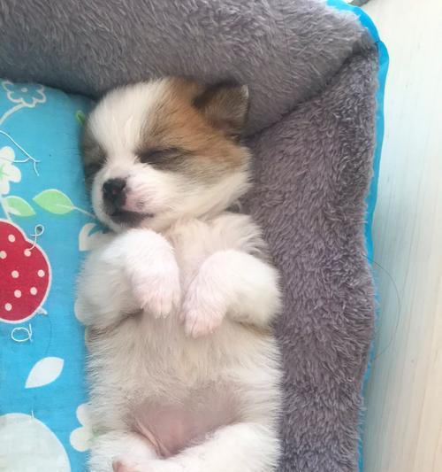 狗狗肚有虫子的症状识别与有效驱虫方法全攻略