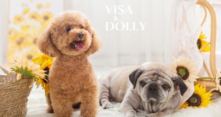 2017年最受欢迎的宠物犬品种推荐，热门狗狗排行榜